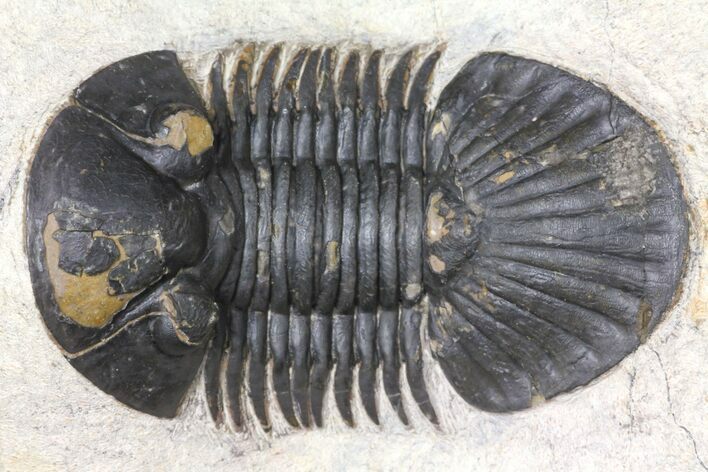 Trilobite (Paralejurus spatuliformis?) Fossil - Morocco #134056